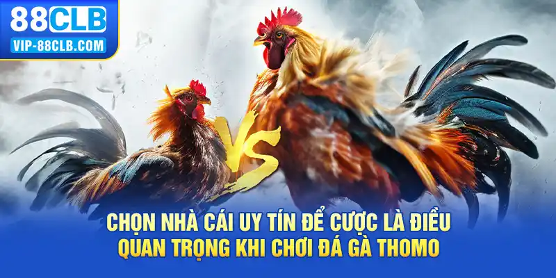 Chọn nhà cái uy tín để cược là điều quan trọng khi chơi đá gà thomo