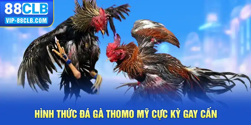 Hình thức đá gà thomo mỹ cực kỳ gay cấn