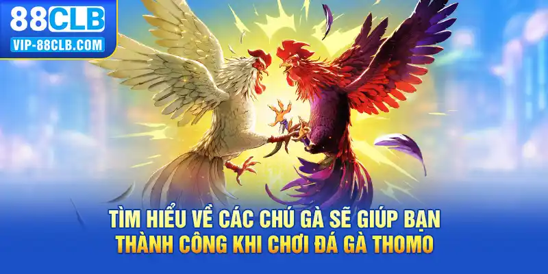 Tìm hiểu về các chú gà sẽ giúp bạn thành công khi chơi đá gà thomo